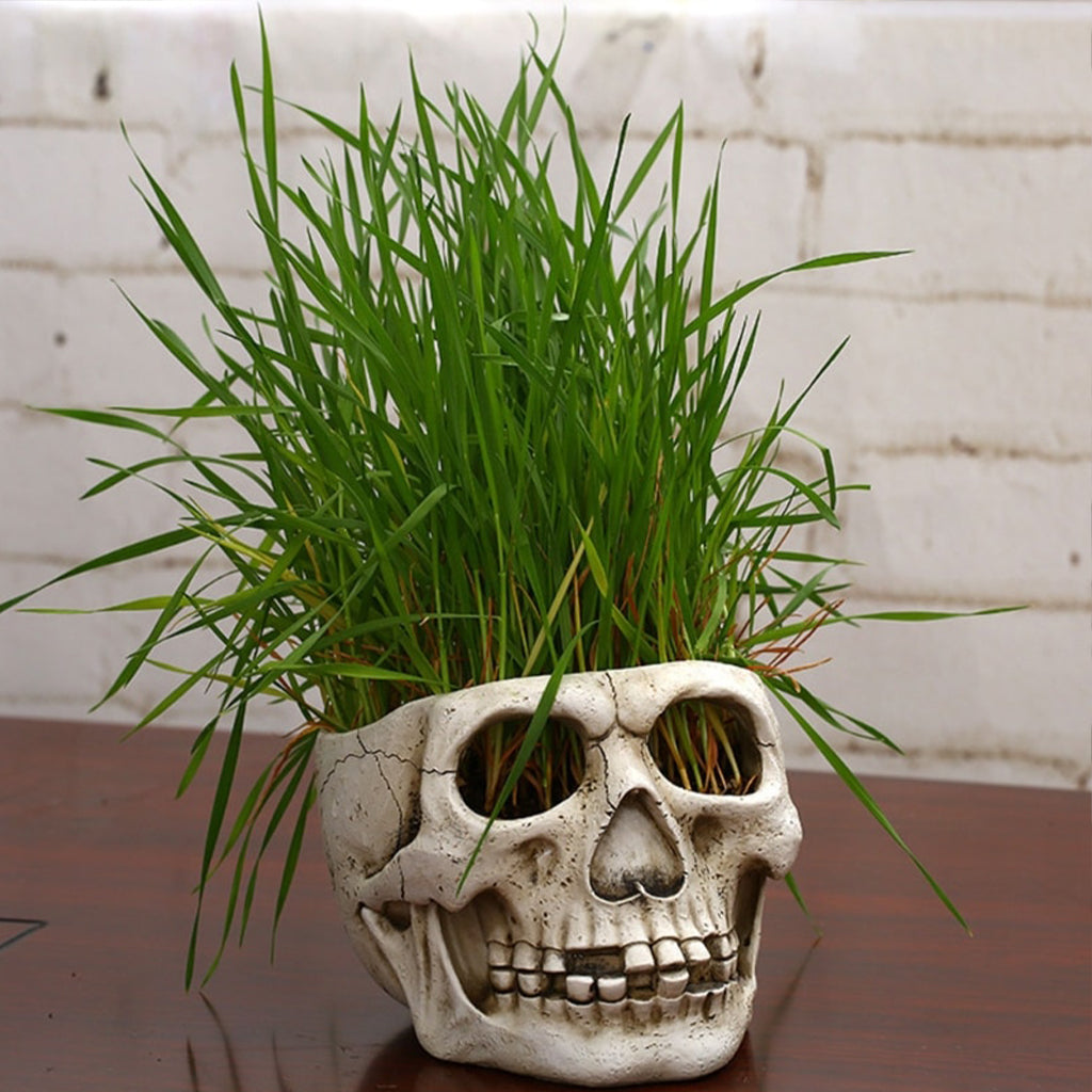 Blomkruka Dödskalle