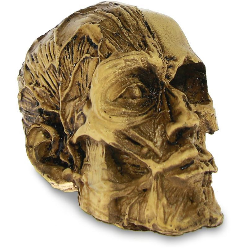 Anatomisk Dödskalle Prydnad