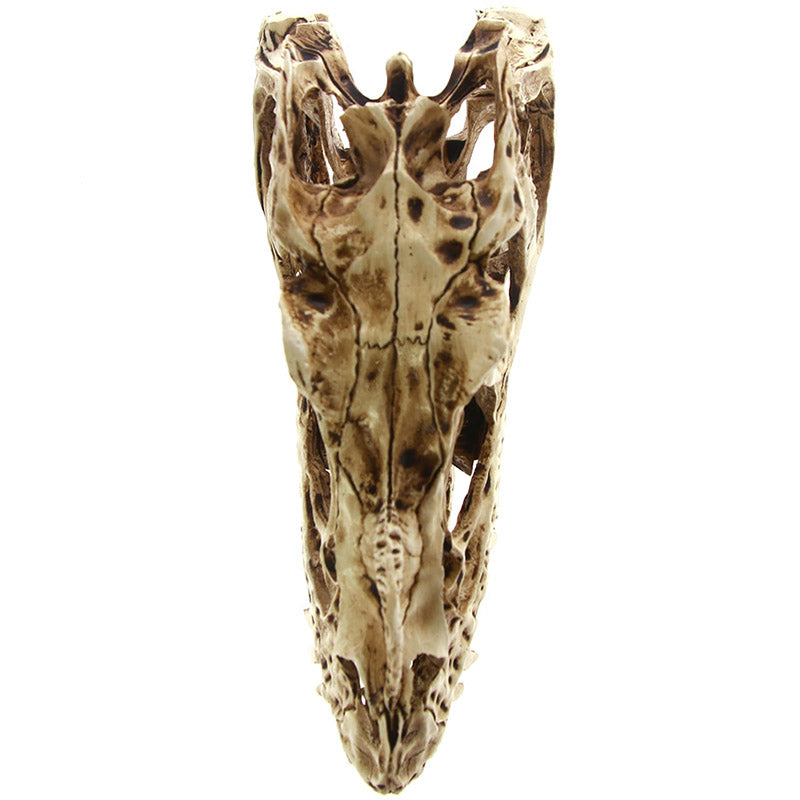 Dekorativ Dinosaur Dödskalle