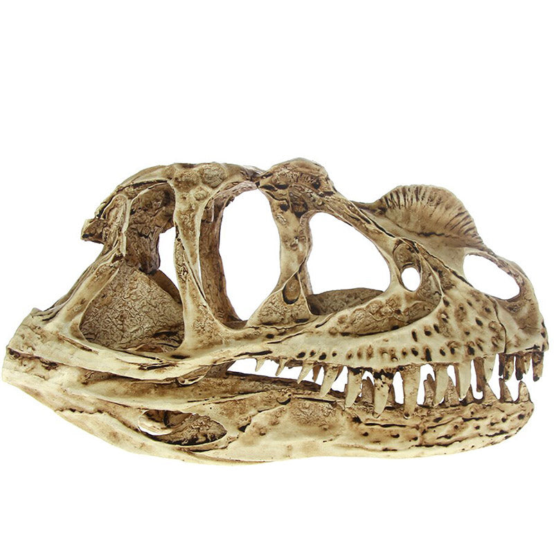 Dekoration Ceratosaurus Kranium