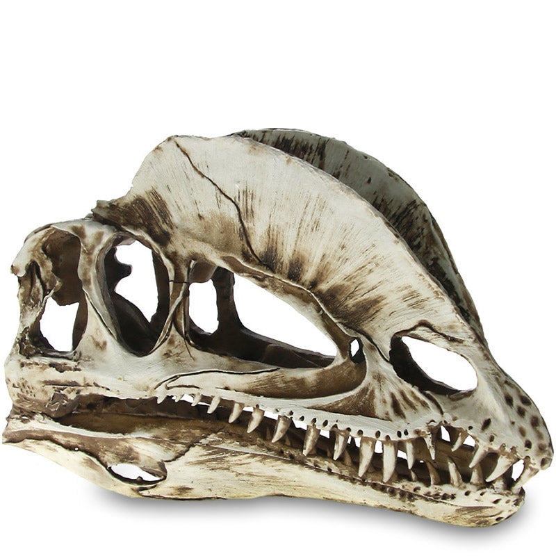 Dinosaur Dödskalle Prydnad