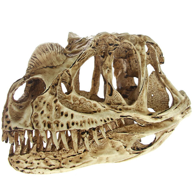 Prydnad Ceratosaurus Kranium