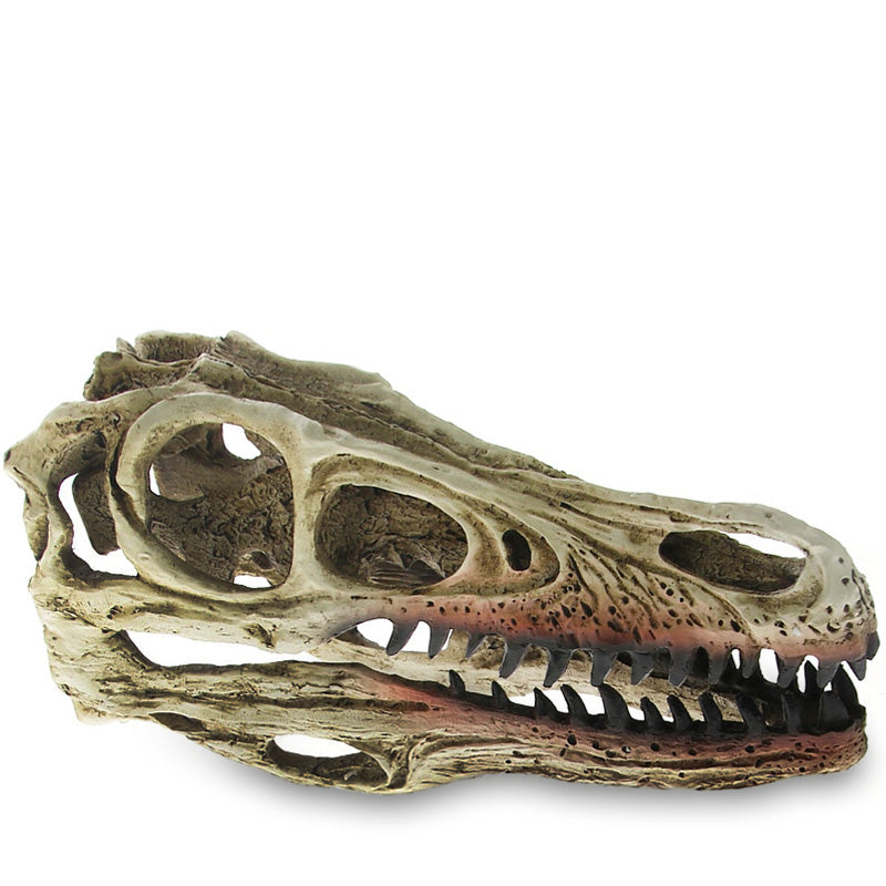 Dekorativ Velociraptor Dödskalle