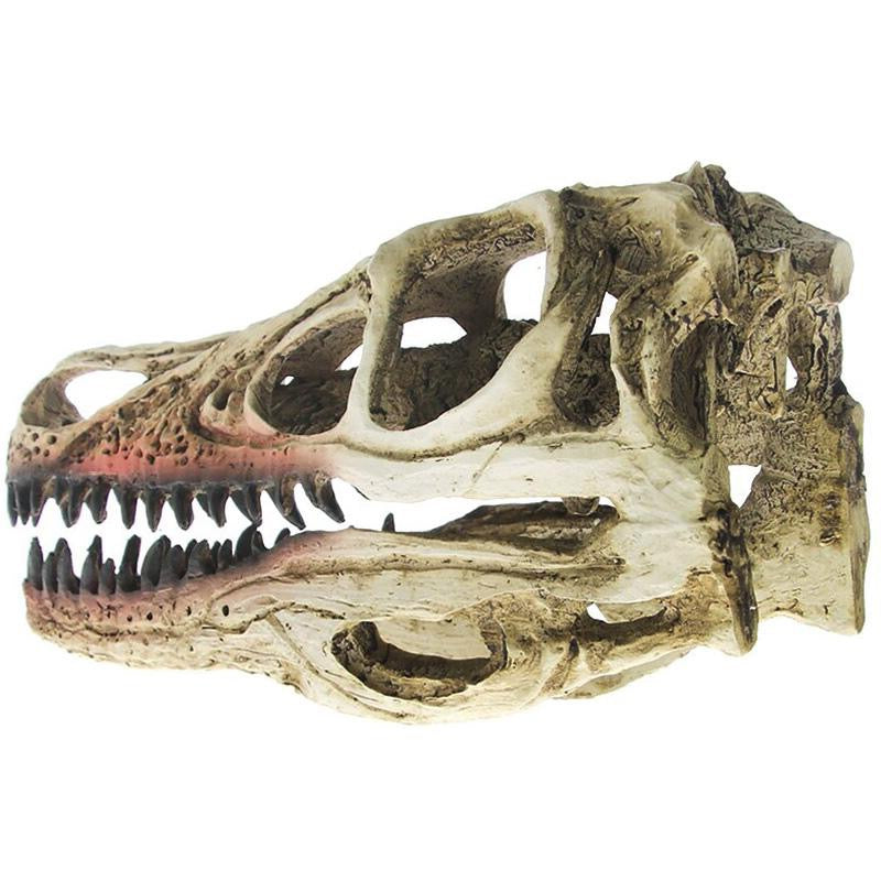 Dinosaur Kranium