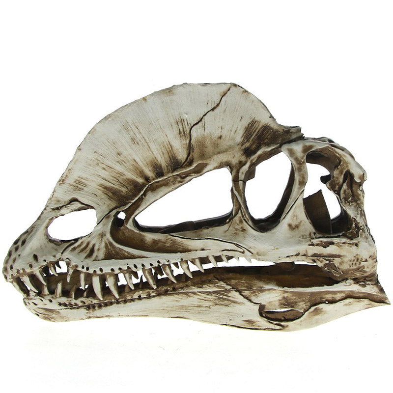 Dekorativ Dinosaur Dödskalle