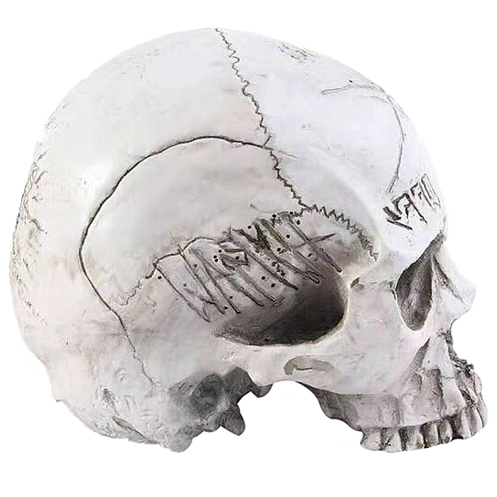 Dekorativ Dödskalle Fuck Off