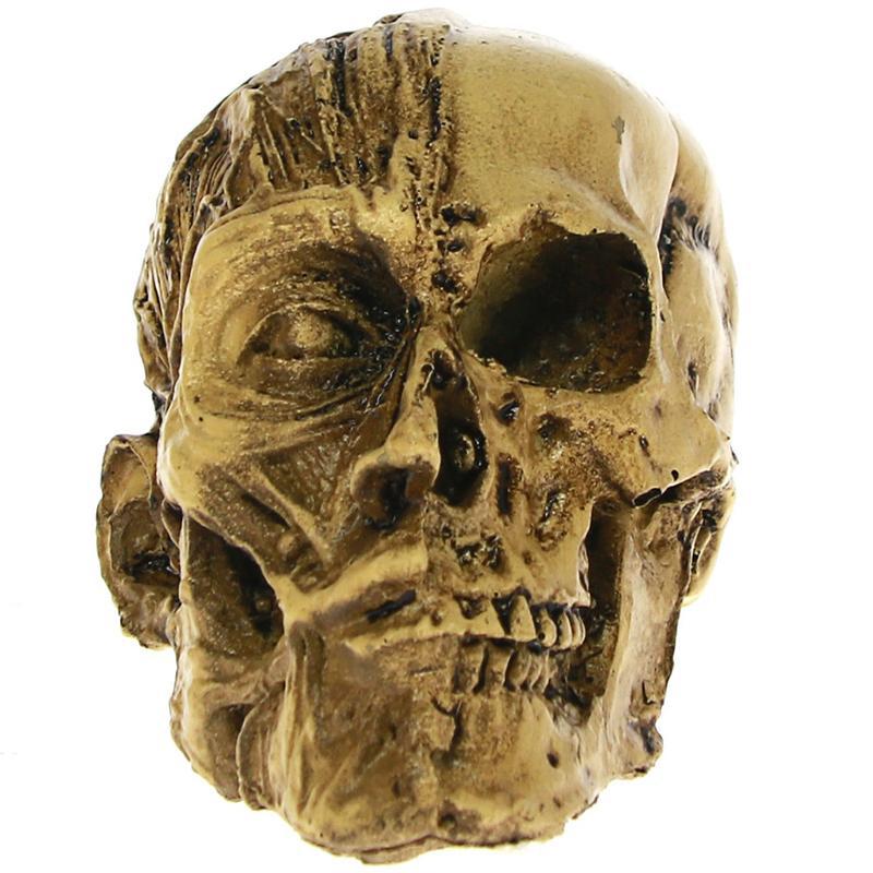 Dödskalle Dekoration Hjärna