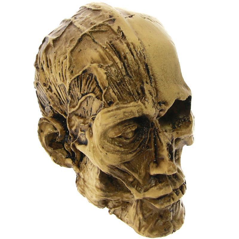 Förmultnad Dödskalle Prydnad