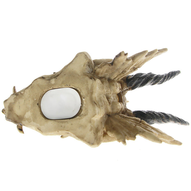Dragon Skull Decoration