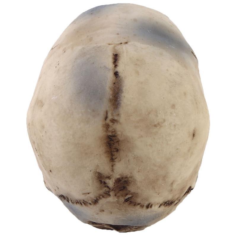 Skalenlig Dödskalle Staty