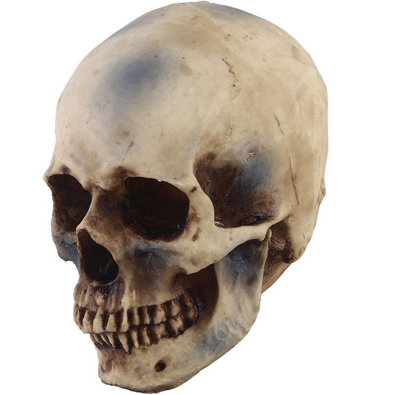 Dödskalle Prydnad Verklig Storlek