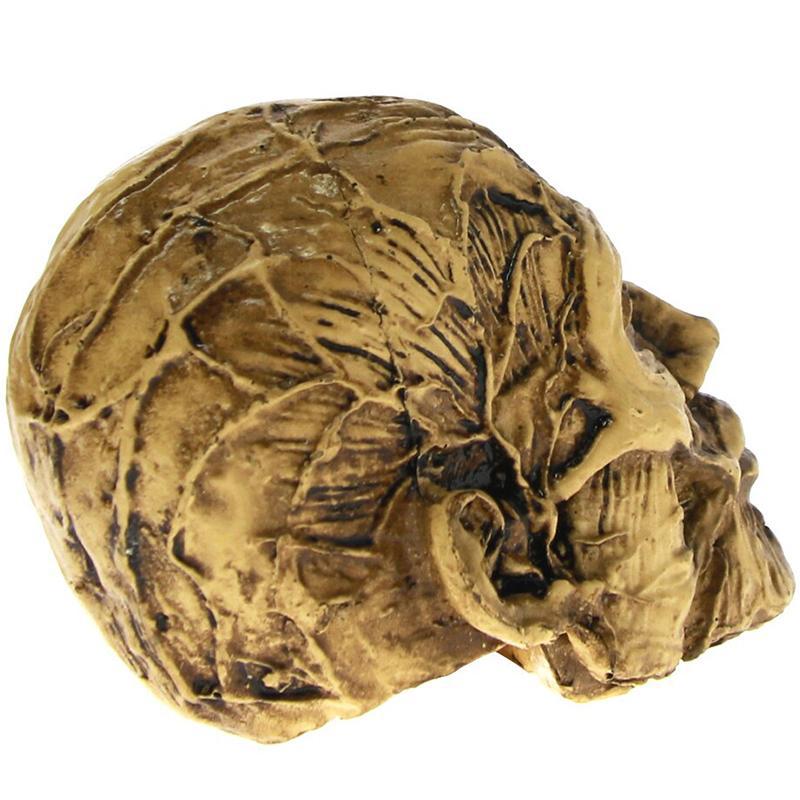 Dödskalle Prydnad Muskler