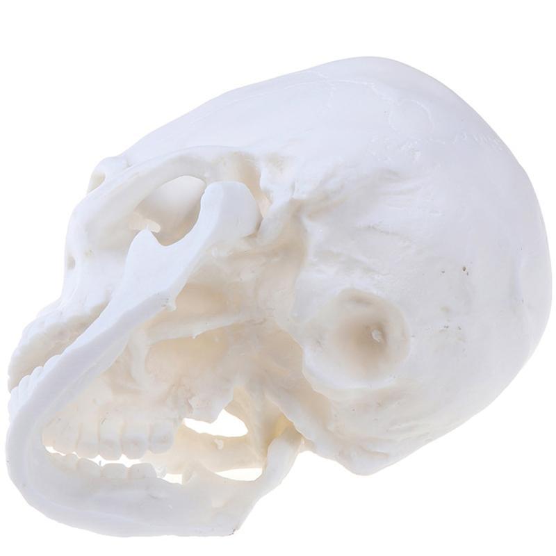 Vitt Kranium Studier