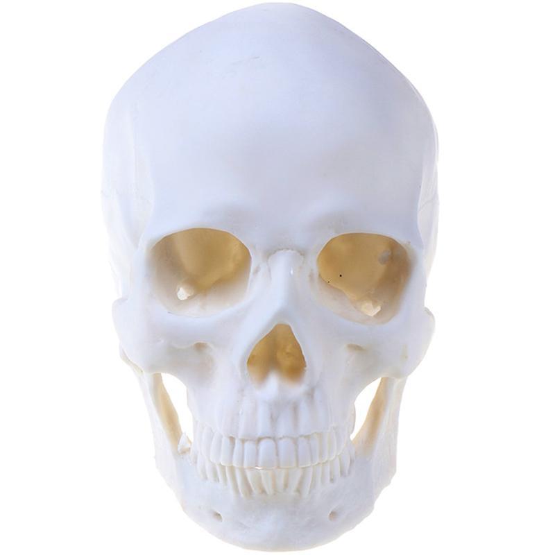 Vit Dödskalle Prydnad