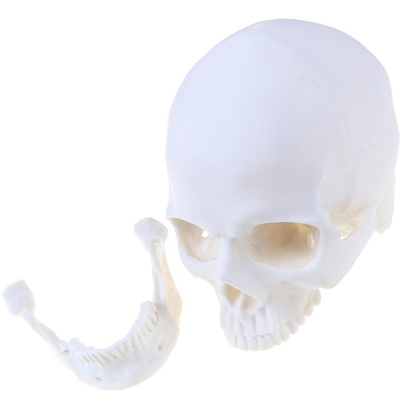 Vit Dödskalle Skolundervisning