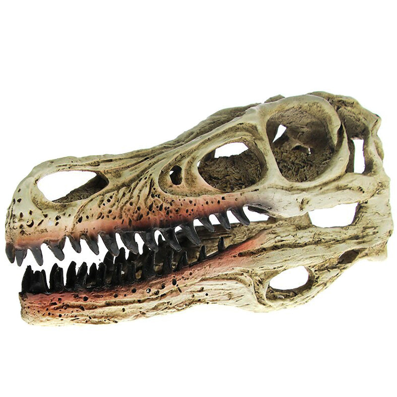 Velociraptor Kranium